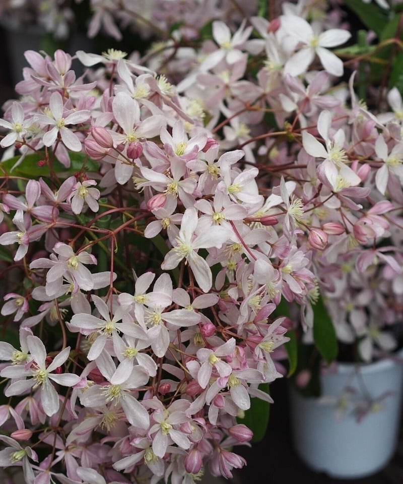 専用クレマチスのクレイフラワー トレリス、バードゲージ型トピアリー入荷しています