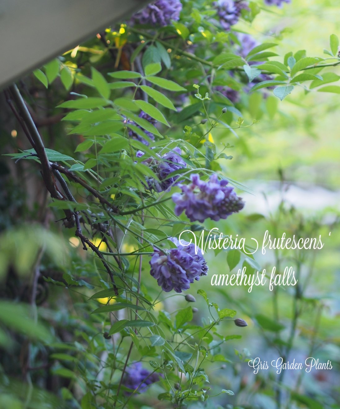 アメリカフジ・アメジストフォール 5号苗 | gris garden plants STORE