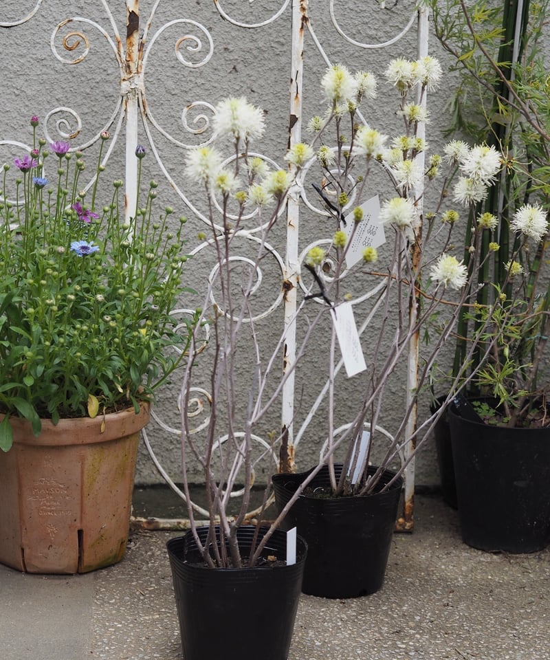 フォッサギラ ブルーシャドー | gris garden plants STORE