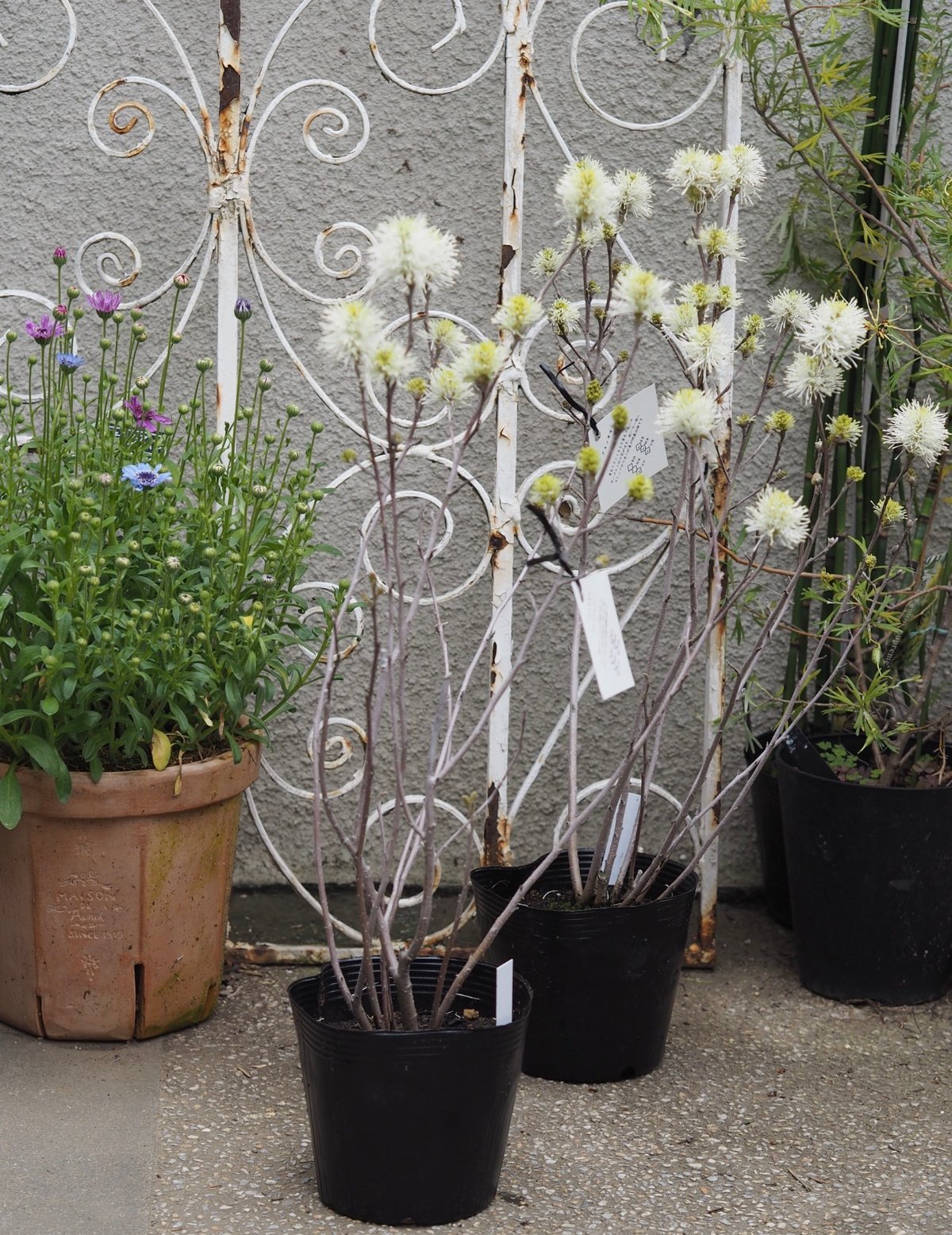 フォッサギラ ブルーシャドー | gris garden plants STORE