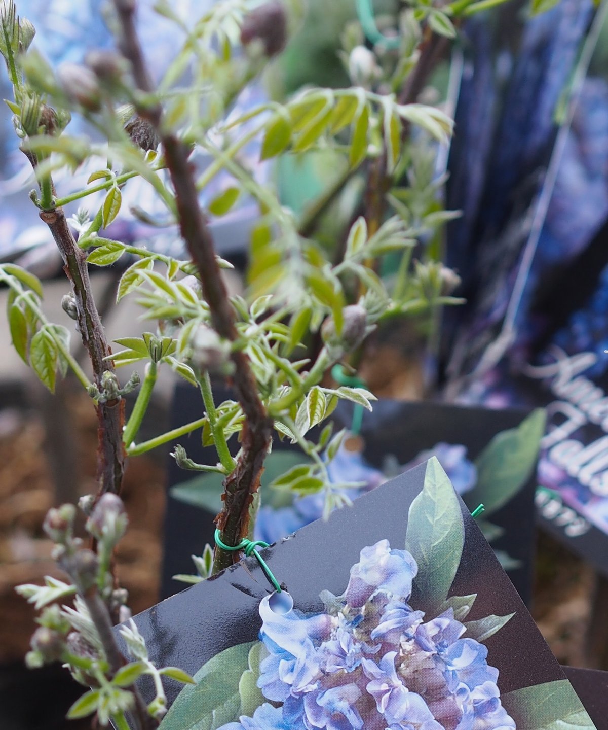 アメリカフジ・アメジストフォール 5号苗 | gris garden plants STORE