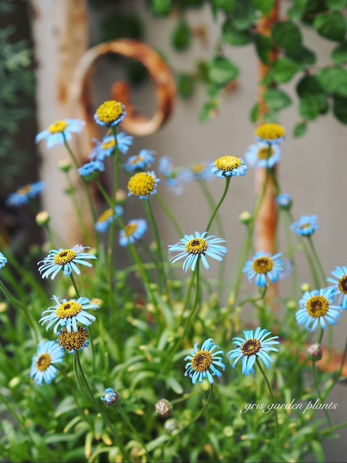 2026年予約販売 キングフィッシャーデージー4ポットset (3月中下旬頃の