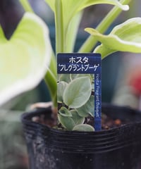 ホスタ各種　（送料は別途になります）