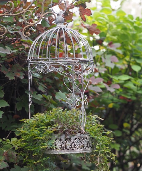 CATEGORY アイアン | gris garden plants STORE