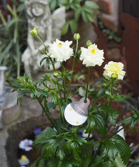 CATEGORY ガーデン雑貨 | gris garden plants STORE