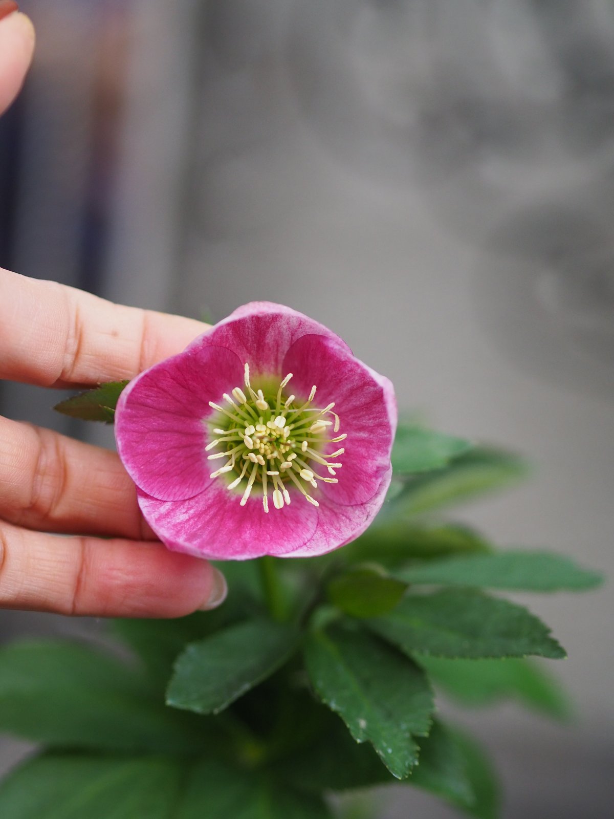 fit=scale-down,w=1200