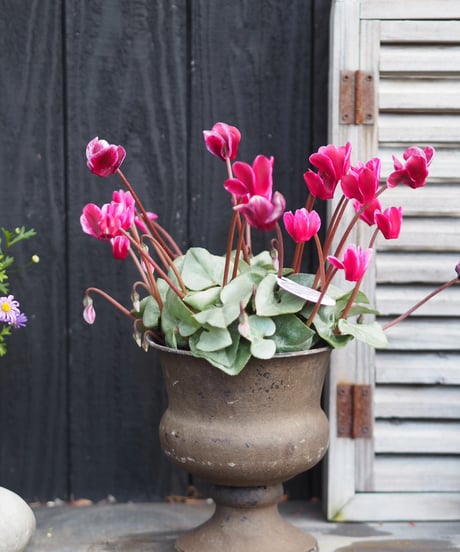 CATEGORY ガーデン雑貨 | gris garden plants STORE