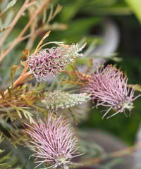 アイアン バードフィーダー A | gris garden plants STORE