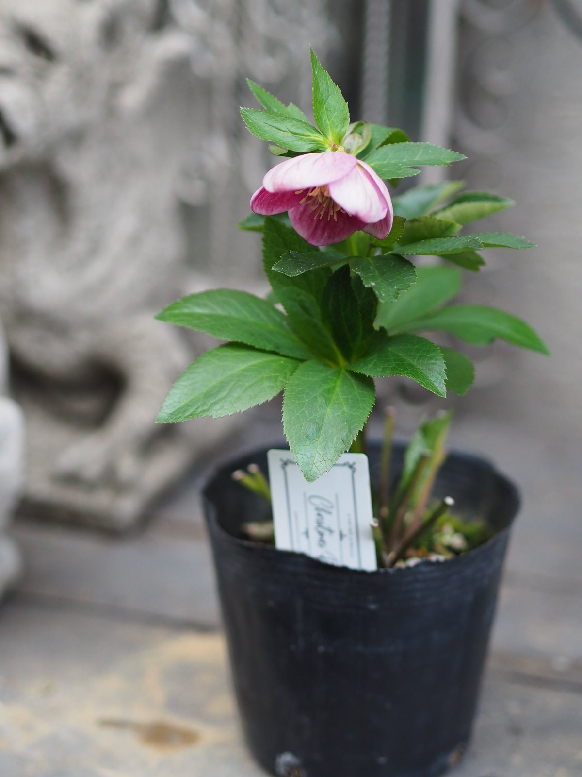 大和園さんクリスマスローズ ハイブリッドA-5 | gris garden plants STORE