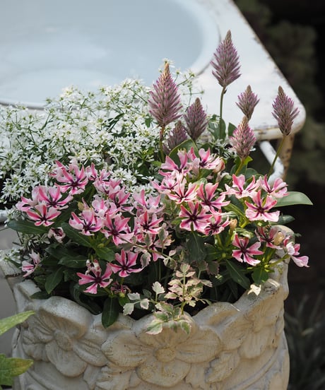 ITEM | gris garden plants STORE