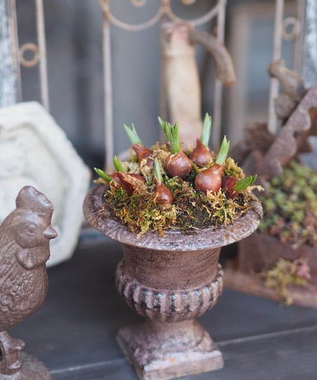 CATEGORY オーナメント | gris garden plants STORE