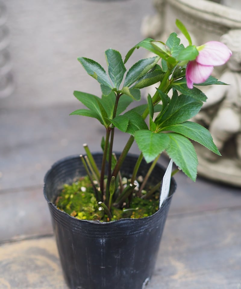 大和園さんクリスマスローズ ハイブリッドA-5 | gris garden plants STORE