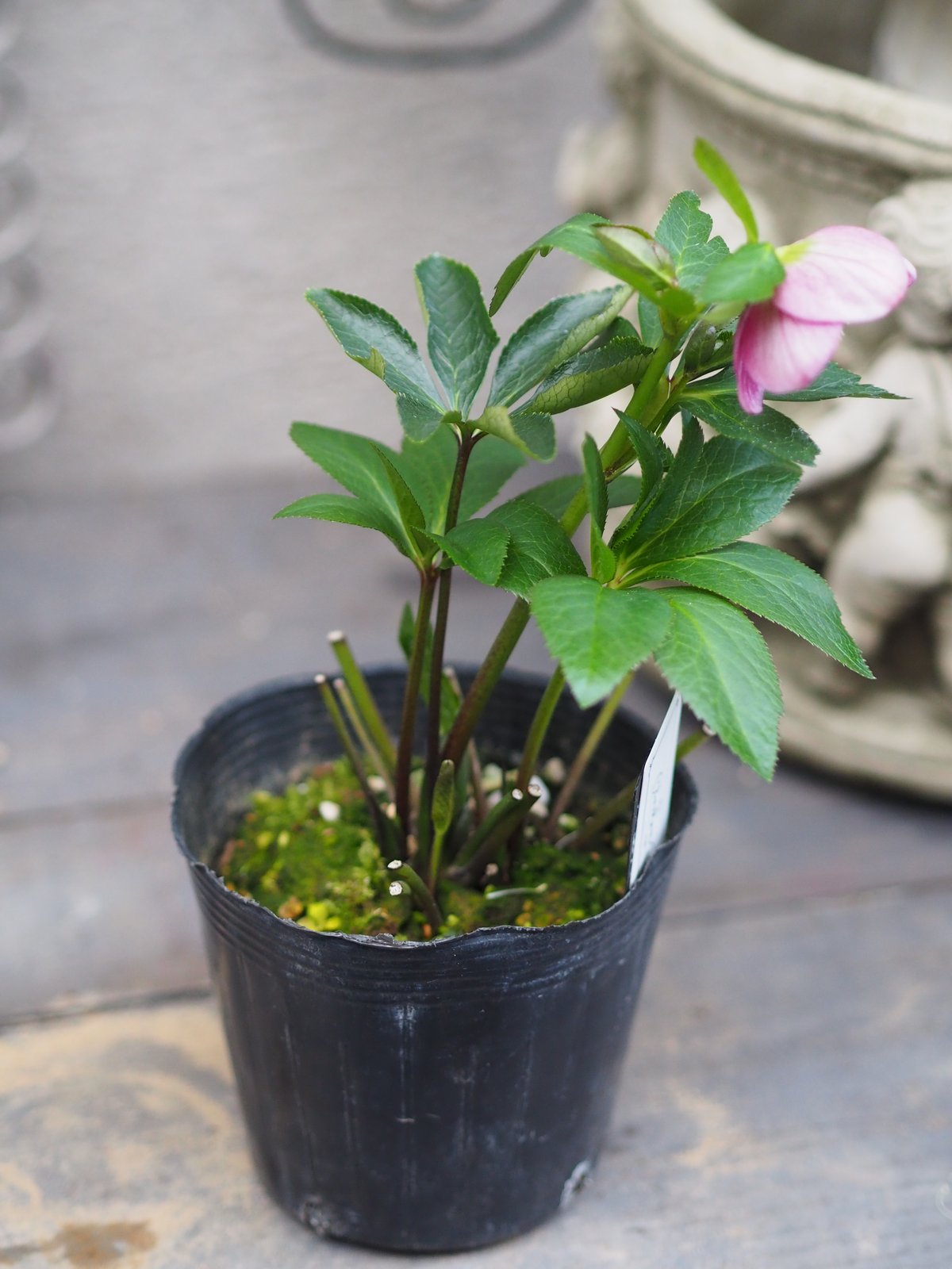 大和園さんクリスマスローズ ハイブリッドA-5 | gris garden plants STORE