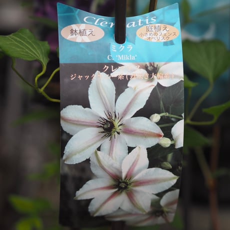 クレマチス ミクラ | gris garden plants STORE