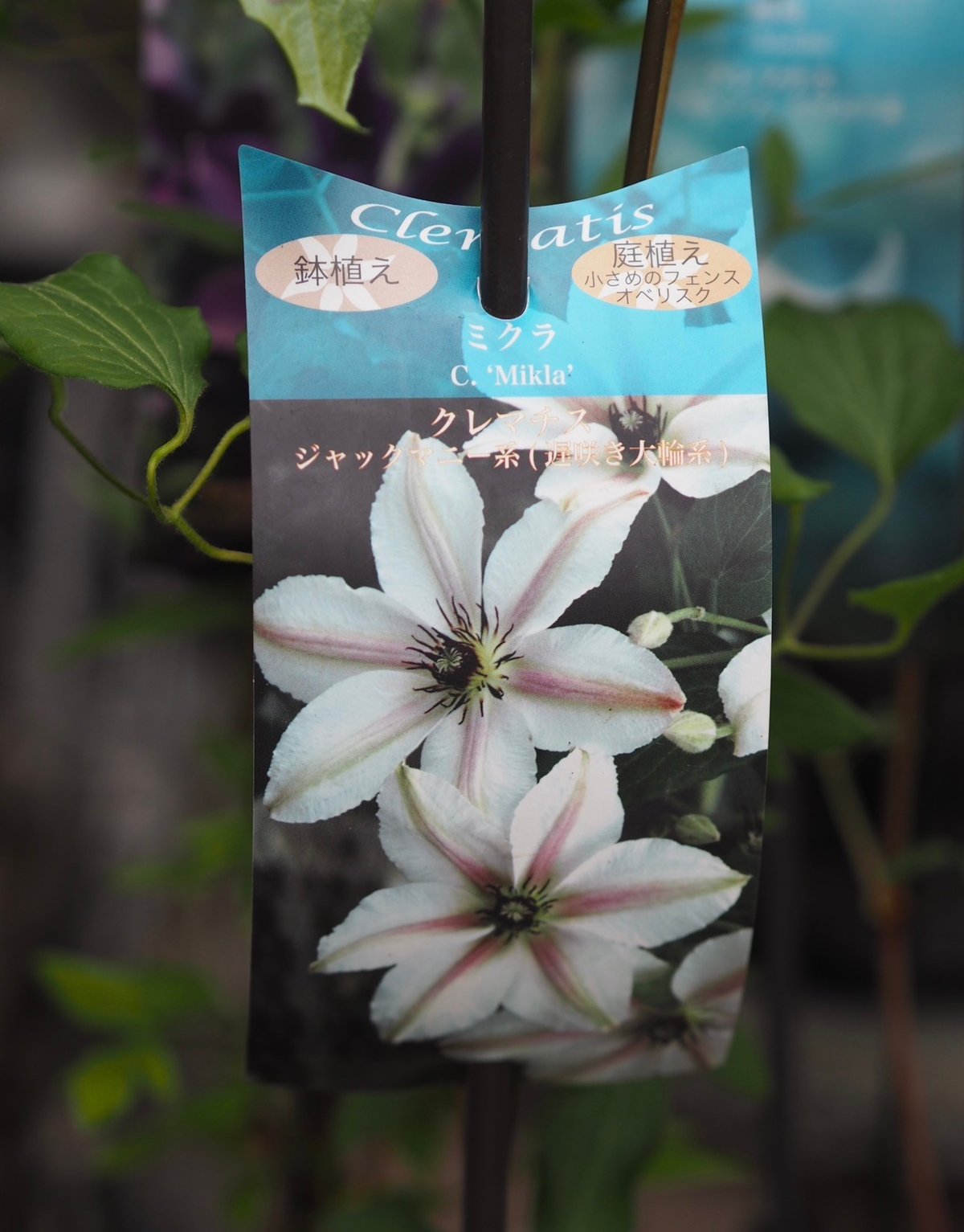 クレマチス ミクラ | gris garden plants STORE