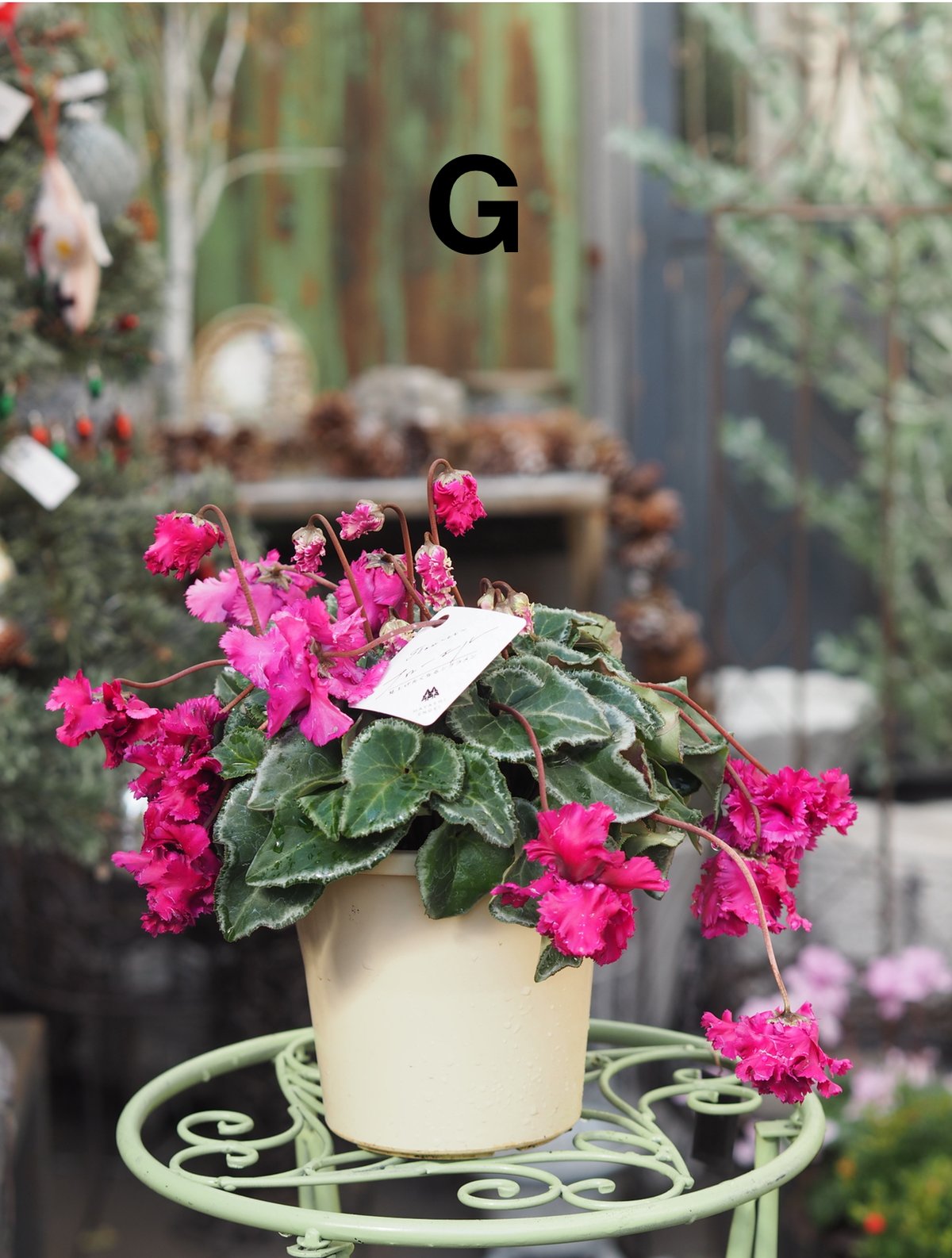 枝垂れる枝咲きシクラメン フローエル 見上げたくなるシクラメン