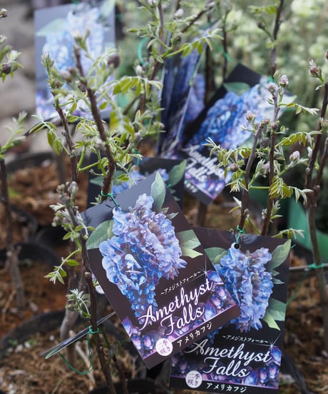 CATEGORY ガーデン雑貨 | gris garden plants STORE