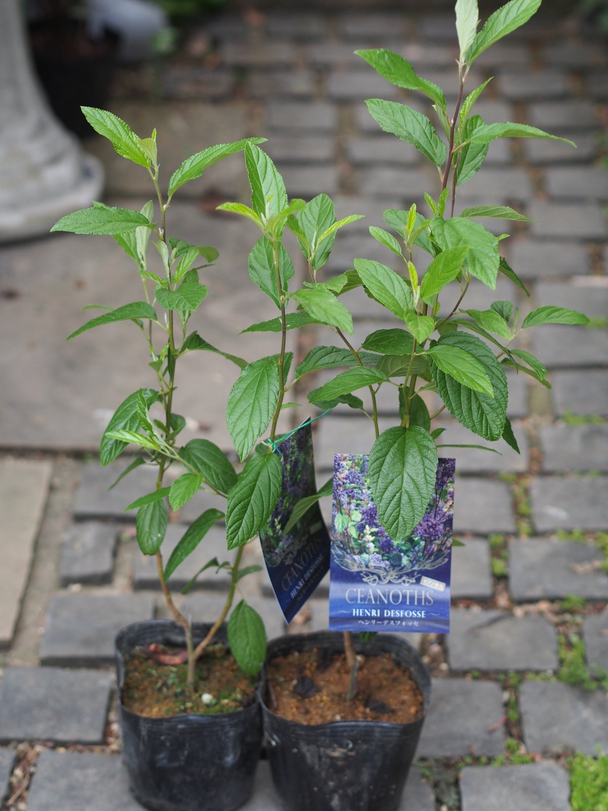 セアノサス パールローズor ヘンリーデスフォッセ 5号ポット | gris