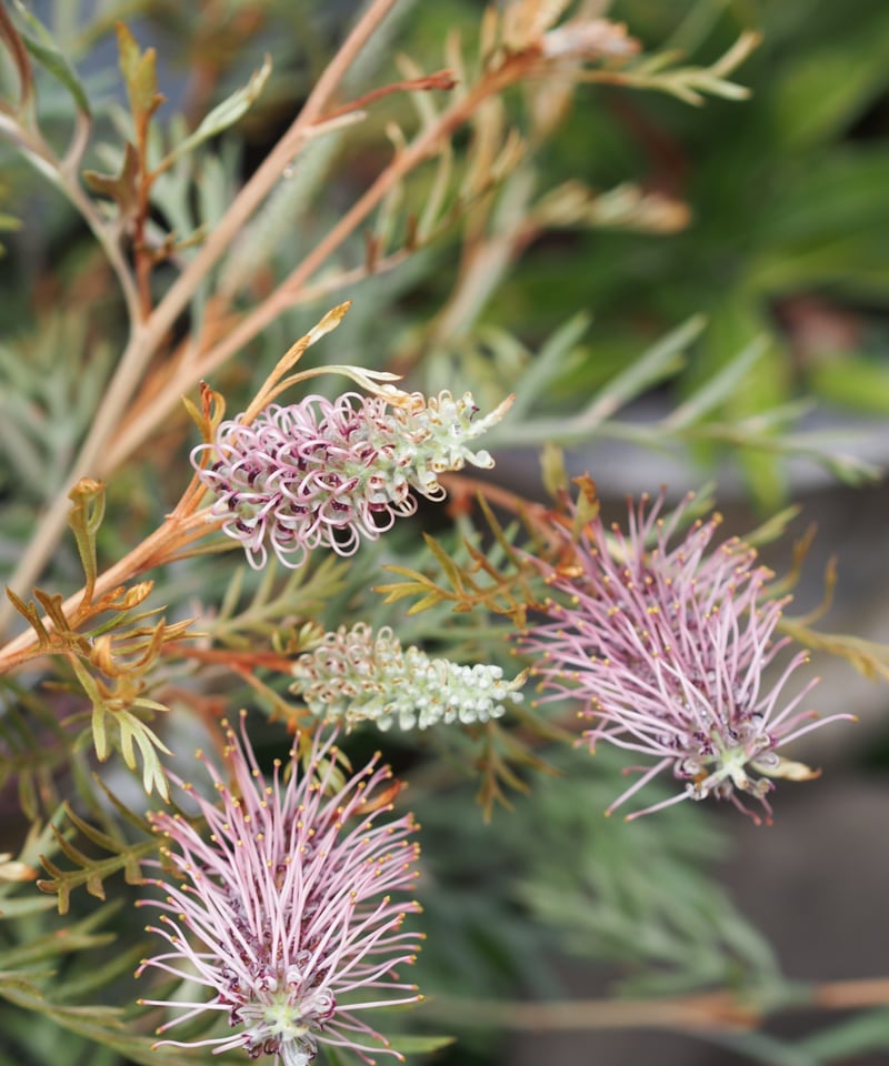 グレビレア ドローシーゴードン(ドーンパープル)7号鉢大株 グレビレア ドローシーゴードン(ドーンパープル)7号鉢大株 グレビレア