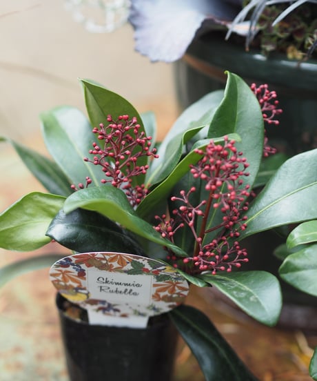 CATEGORY ガーデン雑貨 | gris garden plants STORE