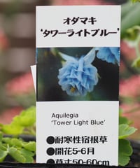 ブルーフラワー4苗セット