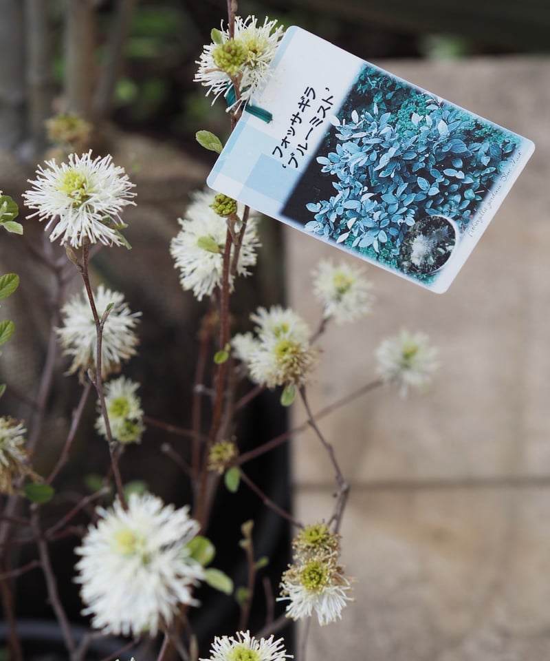 フォッサギラ ブルーシャドー | gris garden plants STORE