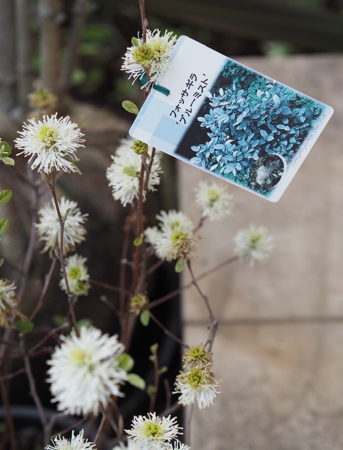 フォッサギラ ブルーシャドー | gris garden plants STORE