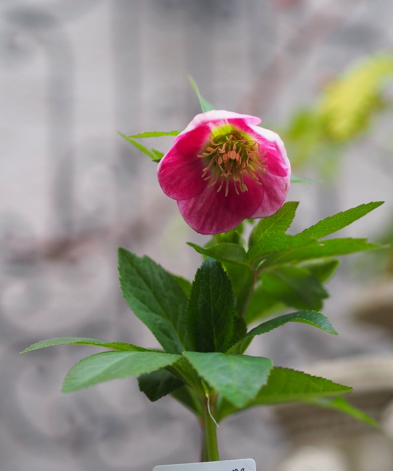 大和園さんクリスマスローズ ハイブリッドA-5 | gris garden plants STORE