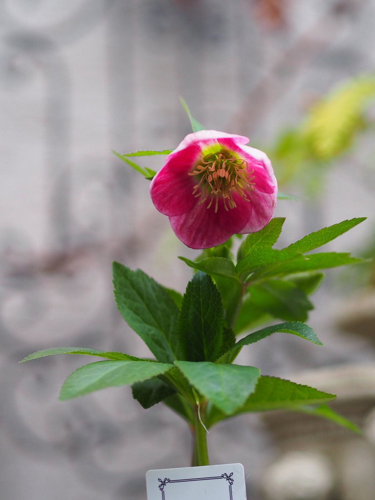 大和園さんクリスマスローズ ハイブリッドA-5 | gris garden plants STORE