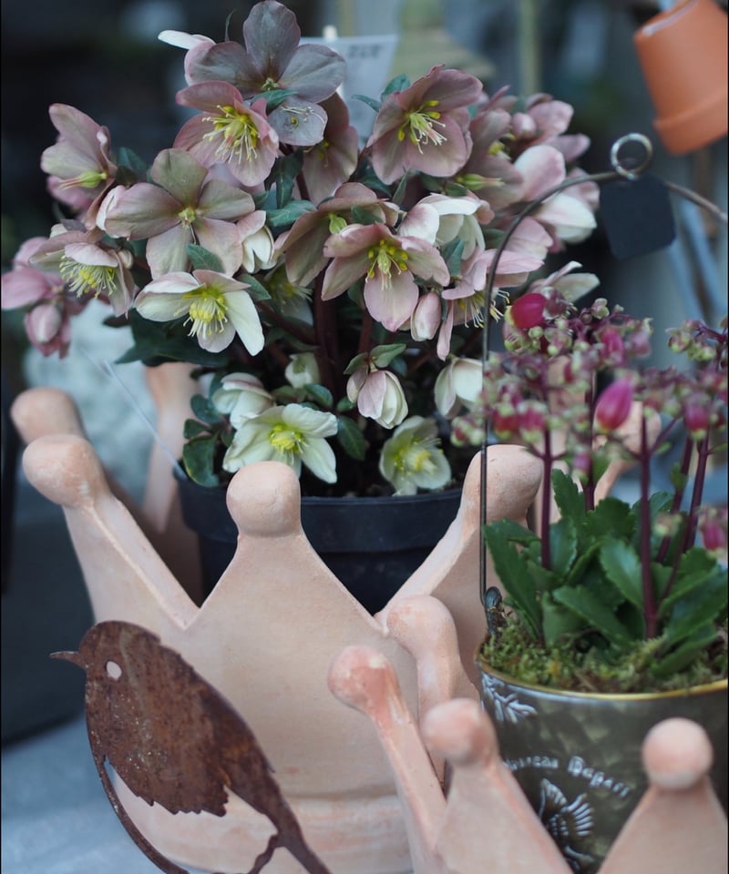 テラコッタ クラウン型ポット set | gris garden plants STORE