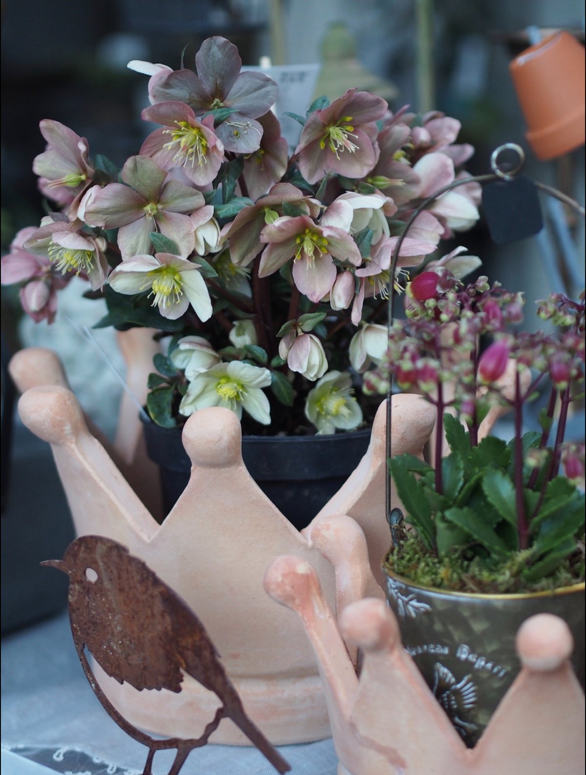 terracotta crown flower pot L size | gris gard
