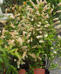 コバノズイナ　アカバナ　（開花後苗）