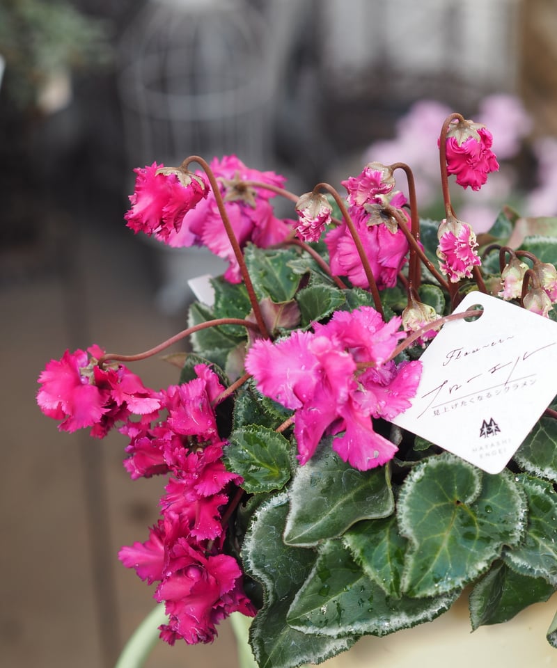 枝垂れる枝咲きシクラメン フローエル 見上げたくなるシクラメン