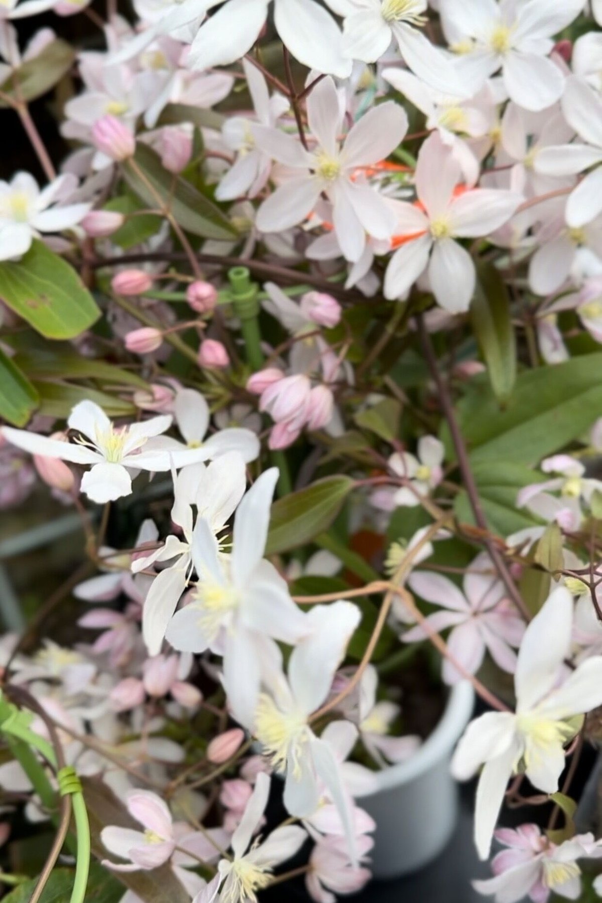 クレマチス アーマンディーアップルブロッサム開花見込み株