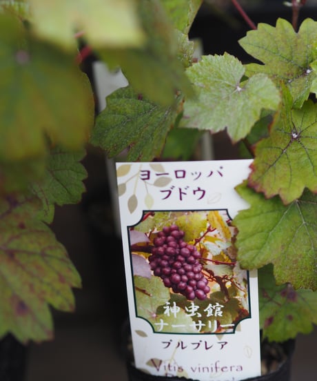 ブドウ各種　（送料は別途になります）