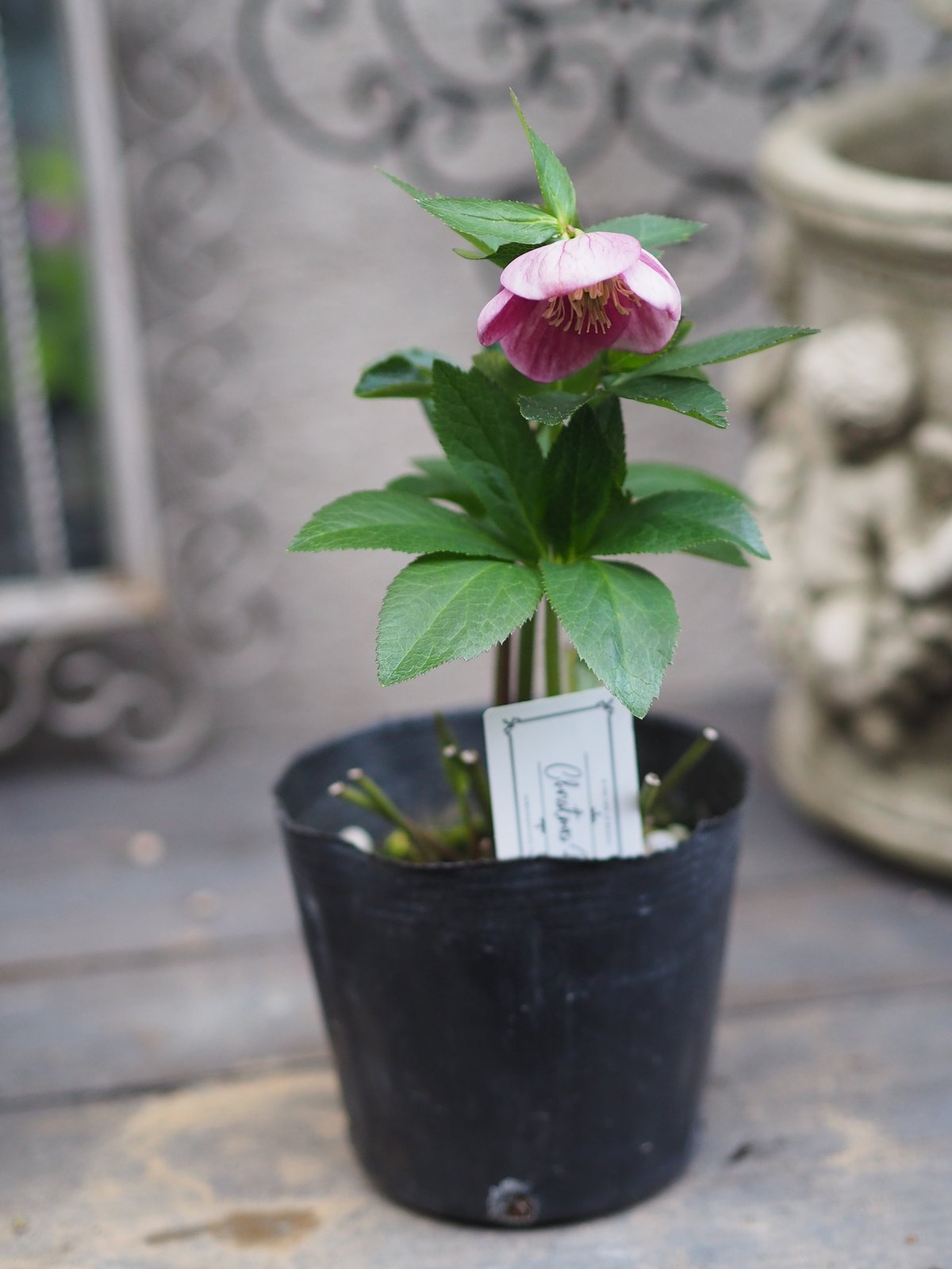 大和園さんクリスマスローズ ハイブリッドA-5 | gris garden plants STORE