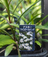 お勧め　宿根草B　（送料は別途になります）
