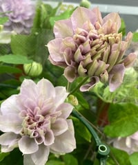送料無料！クレマチス春がすみ　開花株6号ポット