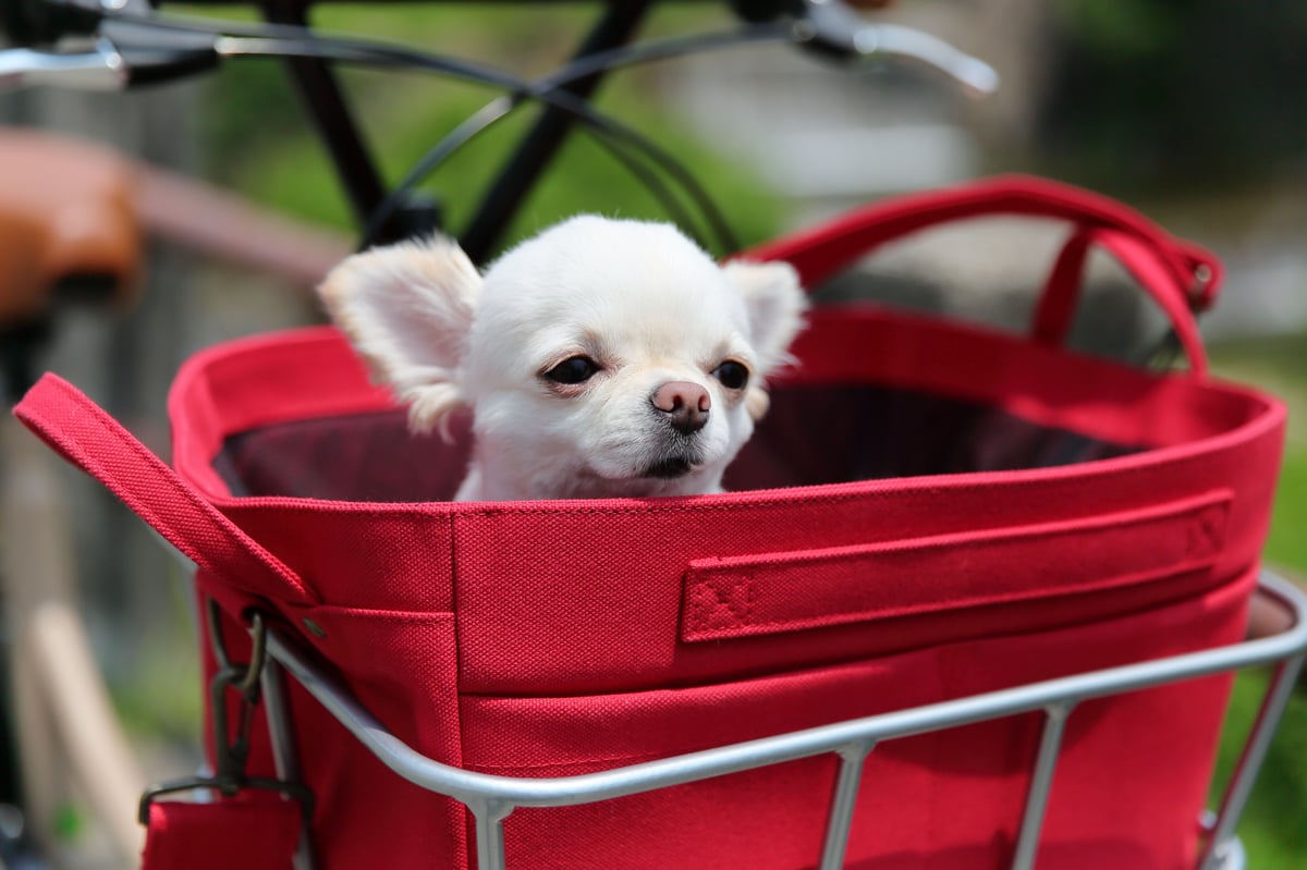 レギュラーバッグ（レッド）＋ アルミバスケット (シルバー) セット