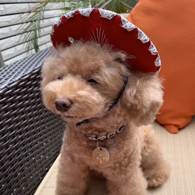 ソンブレロ　メキシコ産 楽天市場】メキシコ ソンブレロ（帽子｜バッグ・小物・ブランド