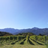 Komaki Vineyard Online Store