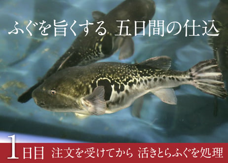 とらふぐ鍋 800g