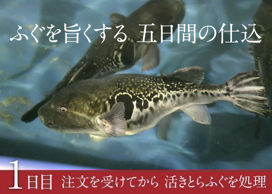 62fa054523747f611b9d84e2