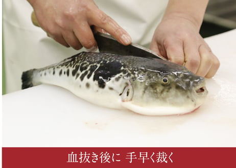 モリシゲ（5〜6人前）