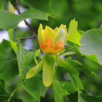 完全非加熱「ユリノキ蜂蜜/Tuliptree」