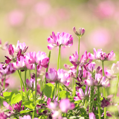 レンゲ蜂蜜 2022年/ Chinese milk vetch honey