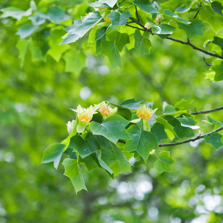 完全非加熱「ユリノキ蜂蜜/Tuliptree」