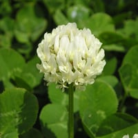 完全非加熱【クローバー蜂蜜2024】