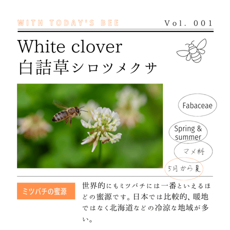 完全非加熱【クローバー蜂蜜2024】