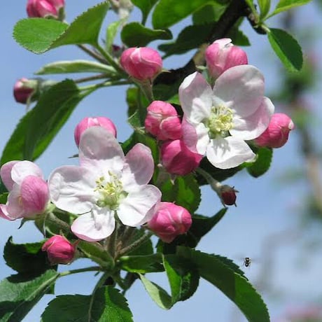完全非加熱・【リンゴ蜂蜜】